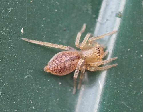 Clubiona comta